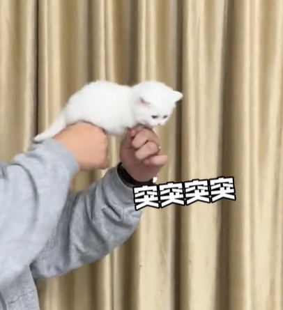 果冻是只可爱猫图6